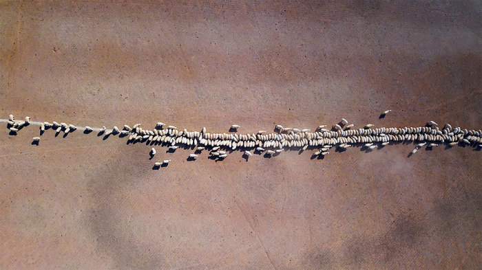 Овцы едят зерно. Автор: David Gray.