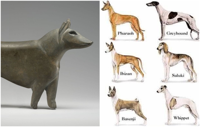Слева направо: Фрагмент: Грифельная фигурка собаки (шакала), около 3200-3000 гг. до н.э. \ Некоторые из возможных пород, полученных от древнеегипетских собак.