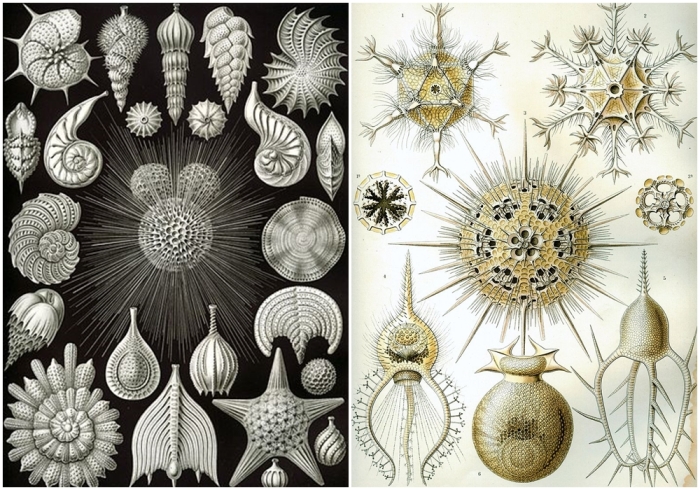 Иллюстрации из книги Эрнста Геккеля «Kunstformen der Natur»: Thalamphora, Phaeodaria.