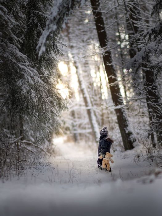 Снежный лес. Автор: Iwona Podlasinska.