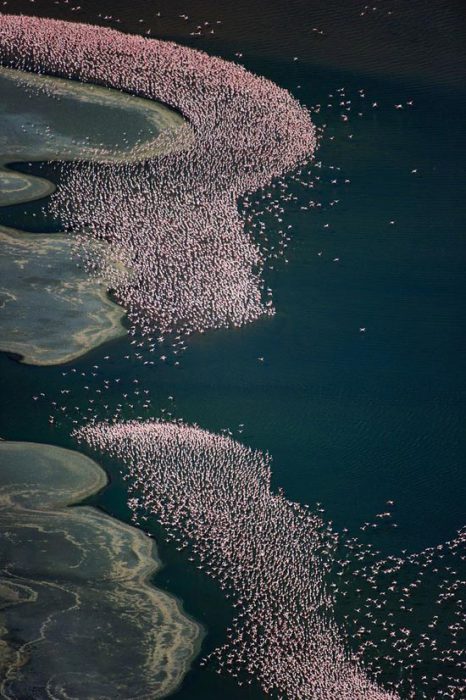 Озеро Натрон и колонии розовых фламинго.