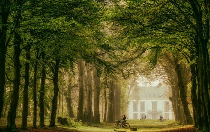 Утопая в солнечном свете. Роскошные лесные пейзажи голландского фотографа Ларса ван де Гура (Lars van de Goor). 