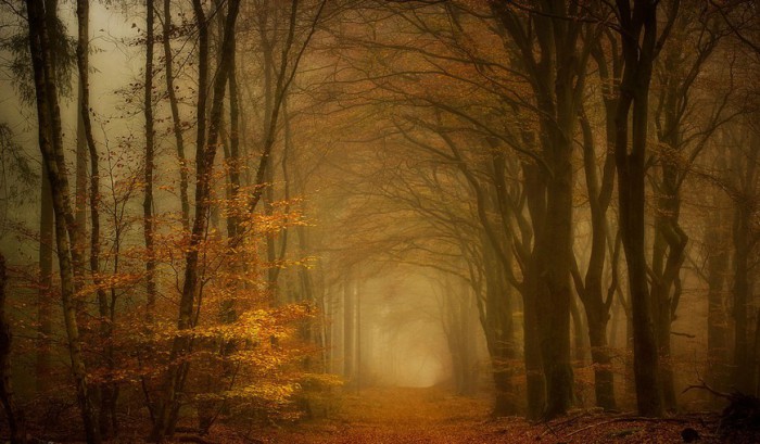 Свет в конце тоннеля. Роскошные лесные пейзажи голландского фотографа Ларса ван де Гура (Lars van de Goor). 