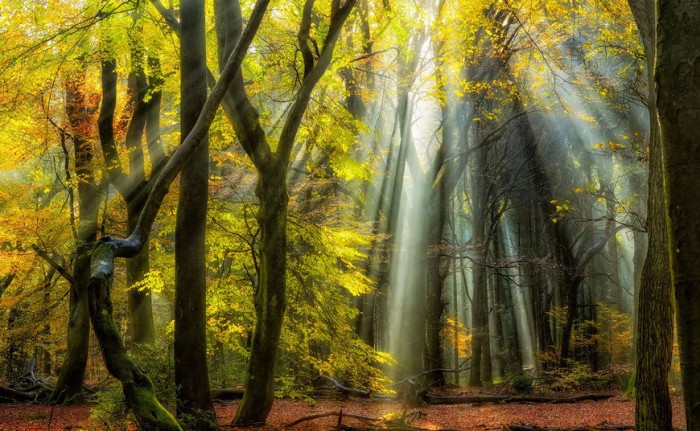 Солнечные лучи. Роскошные лесные пейзажи голландского фотографа Ларса ван де Гура (Lars van de Goor). 