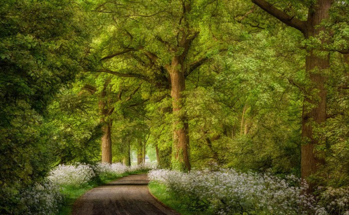 Роскошные лесные пейзажи голландского фотографа Ларса ван де Гура (Lars van de Goor). 