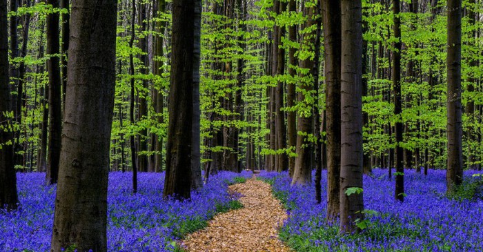 Игра красок и цветов. Роскошные лесные пейзажи голландского фотографа Ларса ван де Гура (Lars van de Goor). 