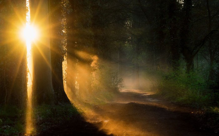Солнце. Роскошные лесные пейзажи голландского фотографа Ларса ван де Гура (Lars van de Goor). 