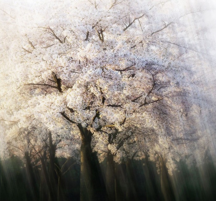 Белоснежная шапка цветов. Роскошные лесные пейзажи голландского фотографа Ларса ван де Гура (Lars van de Goor). 