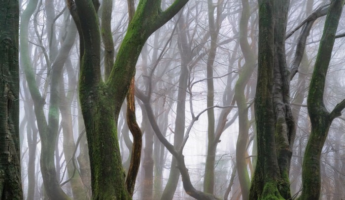 Замшелые деревья. Роскошные лесные пейзажи голландского фотографа Ларса ван де Гура (Lars van de Goor). 