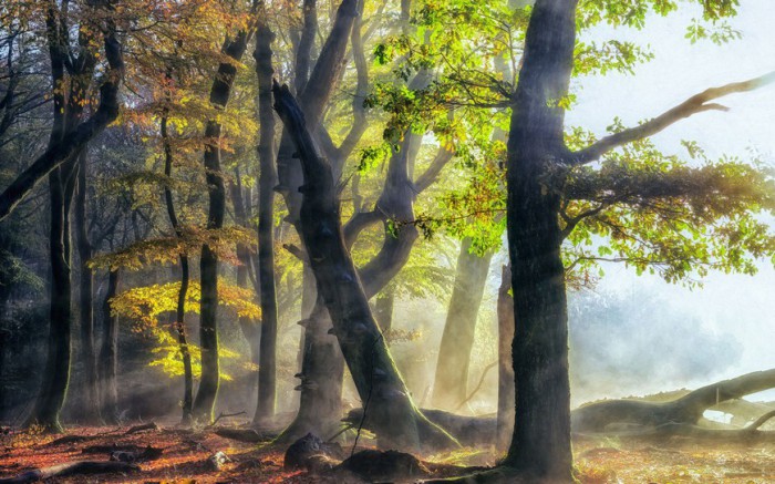 Великолепные лесные пейзажи голландского фотографа Ларса ван де Гура (Lars van de Goor). 