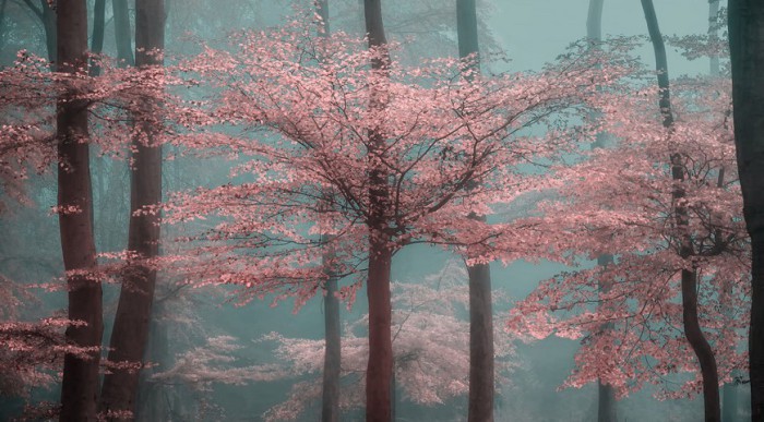 Оттенки розового. Роскошные лесные пейзажи голландского фотографа Ларса ван де Гура (Lars van de Goor). 