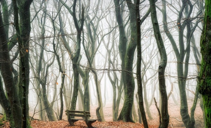 Место встречи. Роскошные лесные пейзажи голландского фотографа Ларса ван де Гура (Lars van de Goor). 