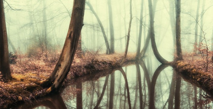 Отражение. Роскошные лесные пейзажи голландского фотографа Ларса ван де Гура (Lars van de Goor). 