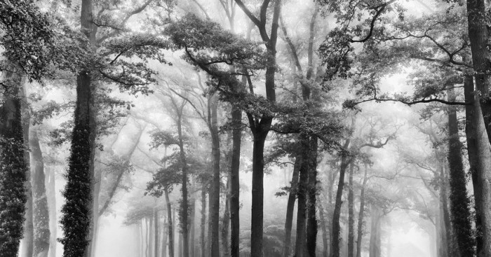 Монохромная реальность. Роскошные лесные пейзажи голландского фотографа Ларса ван де Гура (Lars van de Goor). 