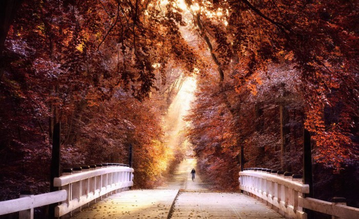 Краски осени. Роскошные лесные пейзажи голландского фотографа Ларса ван де Гура (Lars van de Goor). 