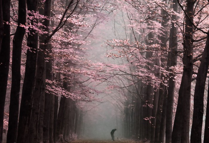 Нежность. Роскошные лесные пейзажи голландского фотографа Ларса ван де Гура (Lars van de Goor). 