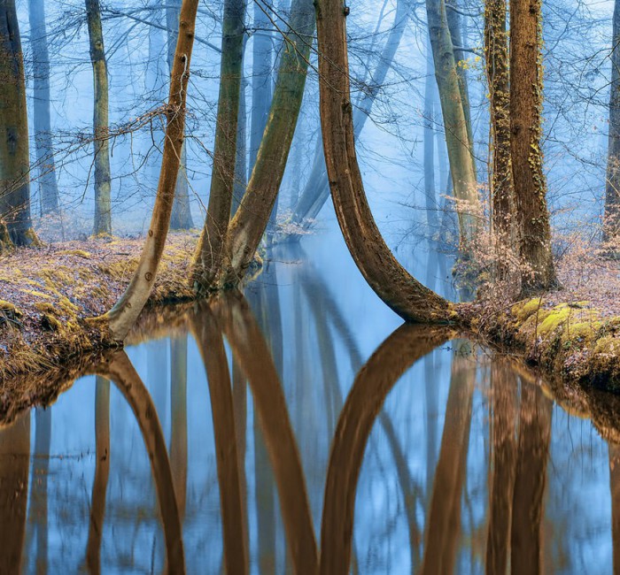 Зеркальная симметрия. Роскошные лесные пейзажи голландского фотографа Ларса ван де Гура (Lars van de Goor). 