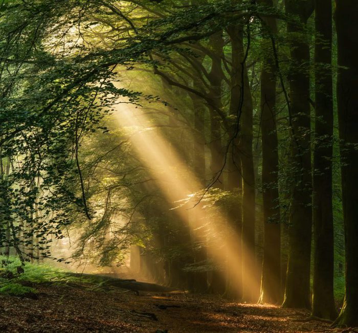 Солнечный луч. Роскошные лесные пейзажи голландского фотографа Ларса ван де Гура (Lars van de Goor). 