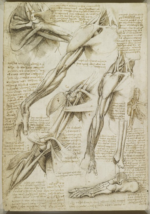 Анатомические эскизы, в которых подробно описаны все действия Леонардо да Винчи.