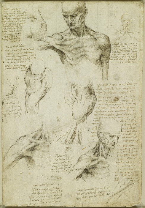 Мало кто знал о том, что именно анатомия была особым пристрастием Леонардо да Винчи.