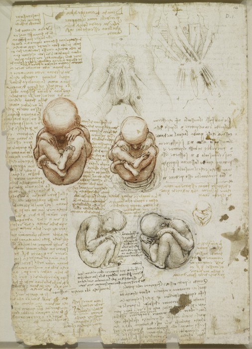 Редкие анатомические рисунки Леонардо да Винчи.
