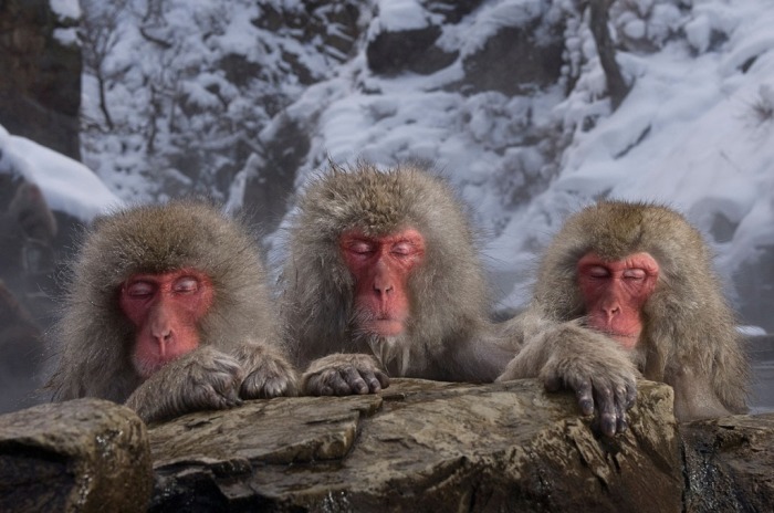 Три японские макаки, известные также как снежные обезьяны, наслаждаются купанием в натуральном горячем источнике в Японии. Автор: Marsel van Oosten.