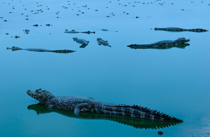 Победитель в категории «вода»: Встреча с аллигаторами. Автор: Jorge Andr&#233; Diehl, Бразилия.
