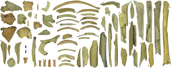 Останки неандертальца из Труазьемских пещер в пещерах Гойет (Бельгия). \ Фото: wikipedia.org.