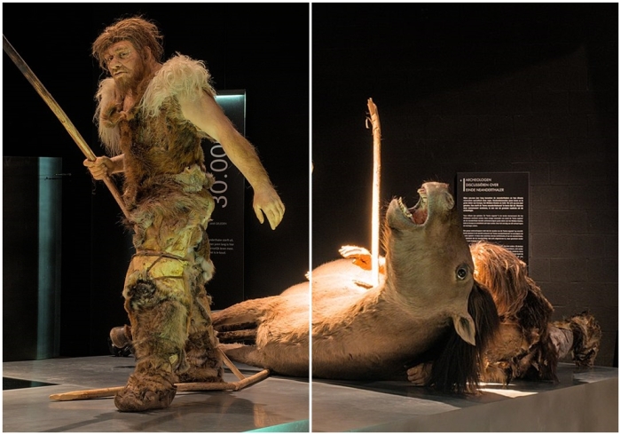 Скульптура-реконструкция неандертальца, Галло-романский музей в Тонгерене (Бельгия).