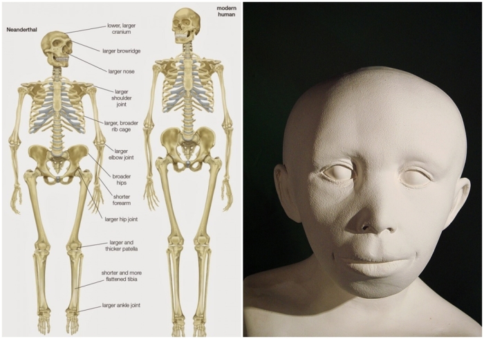 Слева направо: Изображение, показывающее различия в строении скелета между H. neanderthalensis и H. sapiens. \ Скульптура ребёнка-неандертальца в музее антропологии при Цюрихском университете.