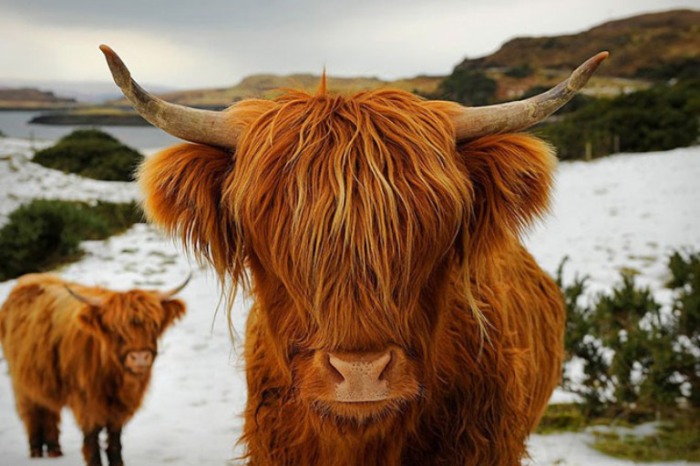 Шотландская порода крупного рогатого скота с длинными рогами и длинной волнистой шерстью.
