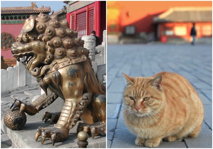 Слева направо: Позолоченный лев перед Дворцом Безмятежного долголетия. \ Фото: Кот в Запретном городе.