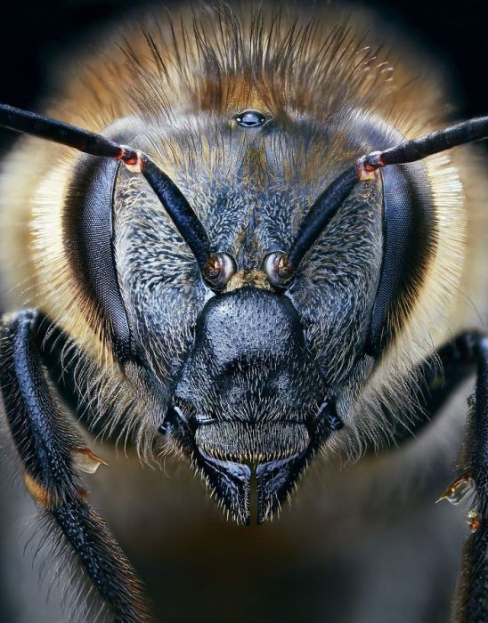 Европейская медовая пчела. Автор: Tim Flach.