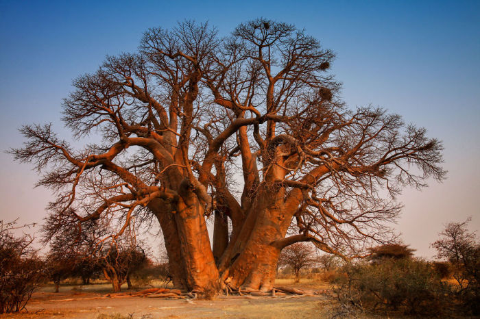 И снова роскошный африканский баобаб, Ботсвана. Автор: TreeGirl.