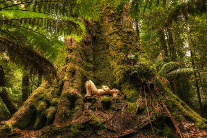 Эвкалипт, Долина реки Стикс, Тасмания, Австралия. Автор: TreeGirl.