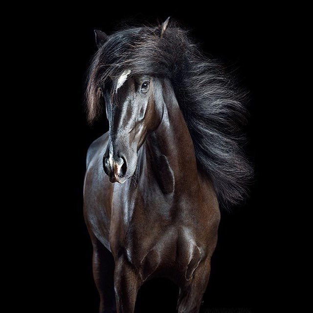 Портреты лошадей, которые делает Хаас, получаются очень выразительными.