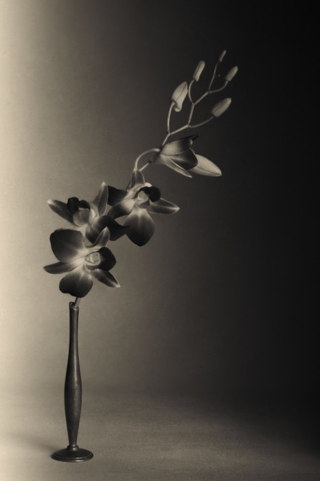 Ветка орхидей. Фотохудожник Вильям Кастеллана (William Castellana).