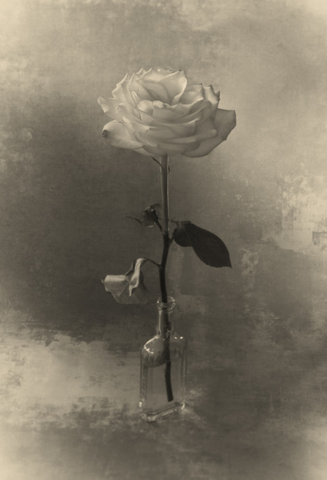 Белая роза. Фотохудожник Вильям Кастеллана (William Castellana).