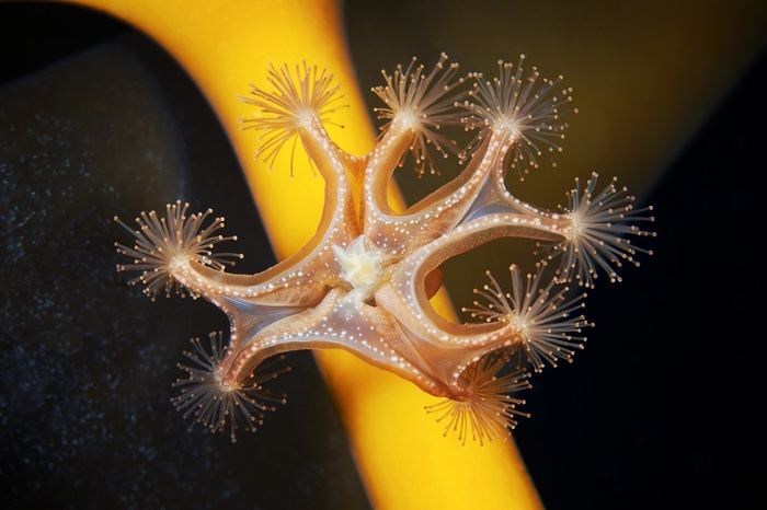 Полёт медузы. Автор: Александр Семенов.
