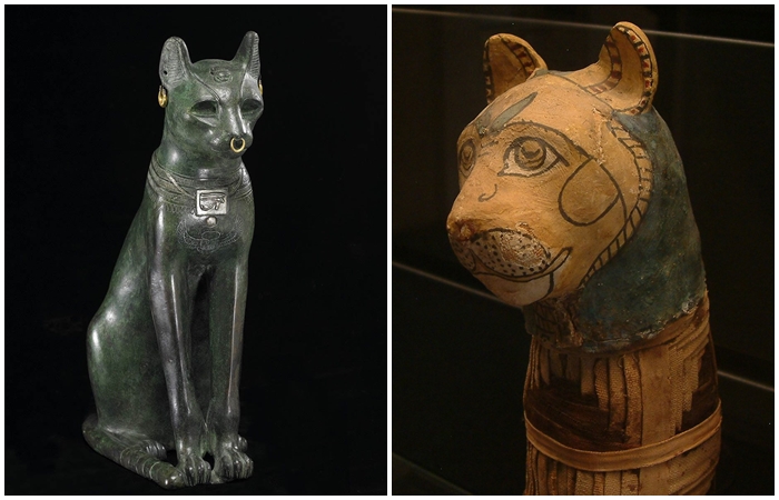 Как в Древнем Египте почитали кошек и почему считали их божественными  созданиями на мягких лапах