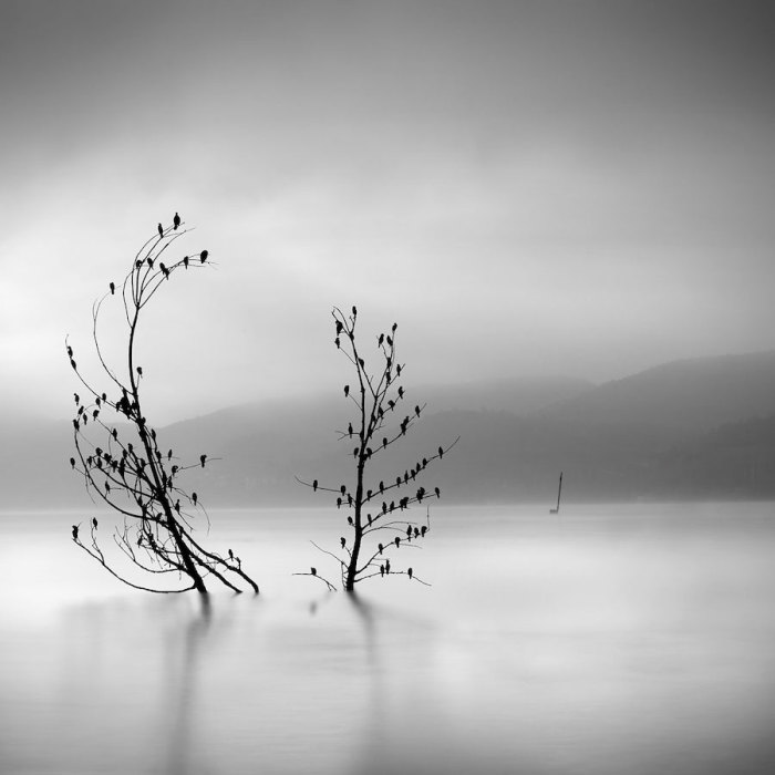 Птицы в тумане. Автор: George Digalakis.