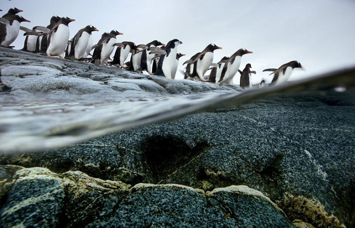 Миграция пингвинов.