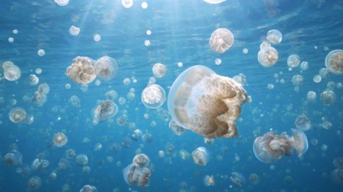 Миграция золотых медуз.