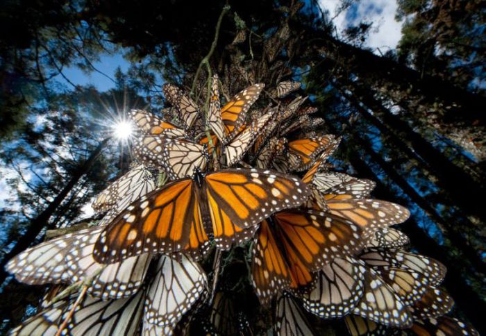 Бабочки монарх. Мексика.