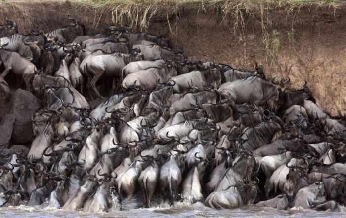 Миграция антилоп гну.