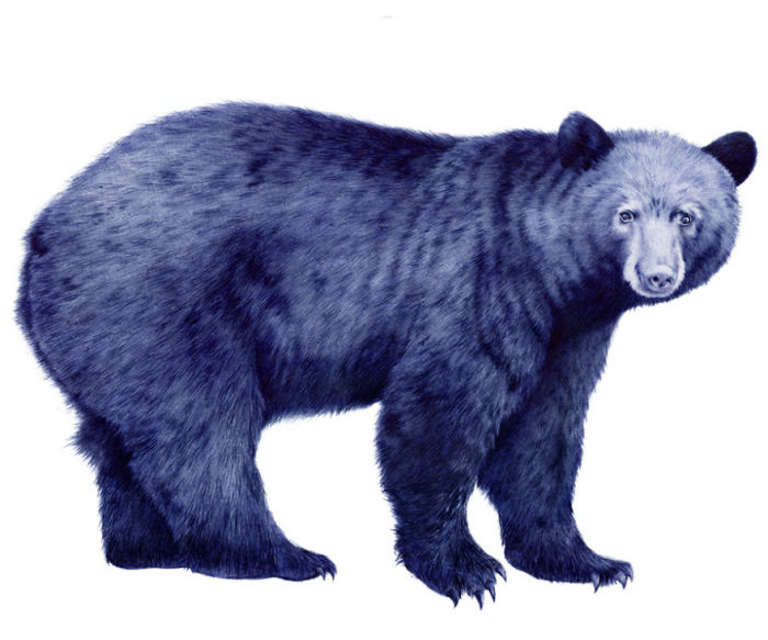 Американский медведь. Рисунок Abadidabou Сара Esteje.