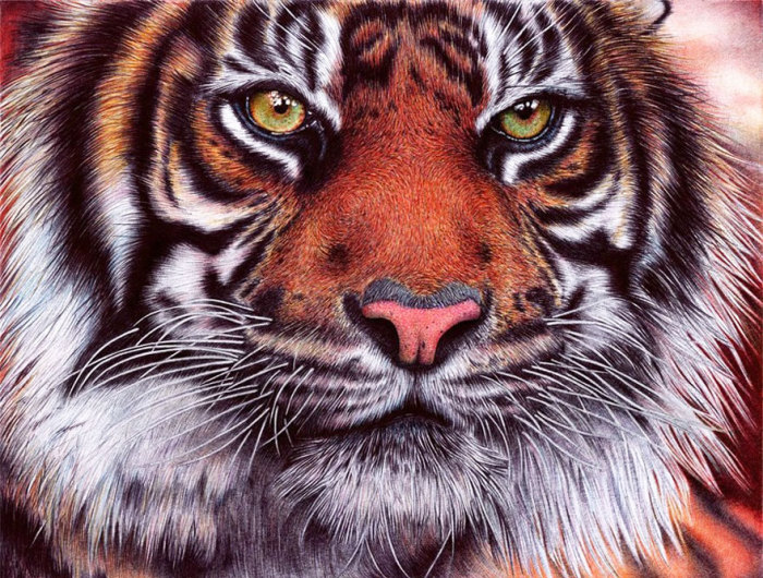Тигр. Рисунок Samuel Silva.