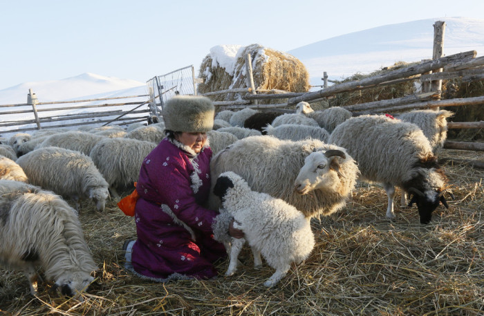Женщина в загоне с овцами. 