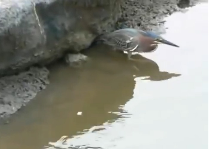 Удивительное видео: умная птица ловит рыбу, приманивая ее хлебом