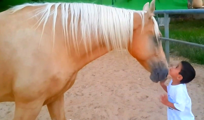 Видео трогательного знакомста лошади и больного мальчика